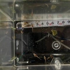 オトシンネグロ　3匹　水槽　アクアリウム　苔取り　熱帯魚　メダカ