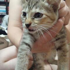 保護猫。里親さん募集。サビ猫メス生後1ヶ月・サバトラ猫メス生後1ヶ月 - 熊本市