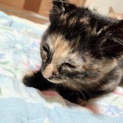 保護猫。里親さん募集。サビ猫メス生後1ヶ月・サバトラ猫メス生後1ヶ月 − 熊本県