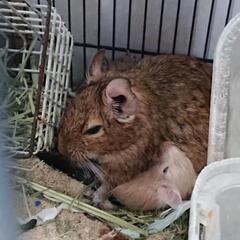 どうか協力ねがいます☆里親さまを探しています − 東京都