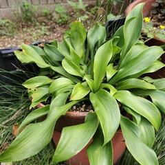 ギボウシ　素焼きの鉢　植物　庭　2鉢