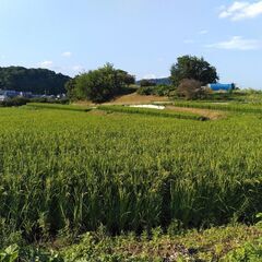 【ネット決済・配送可】肥料、農薬全般使用していないお米