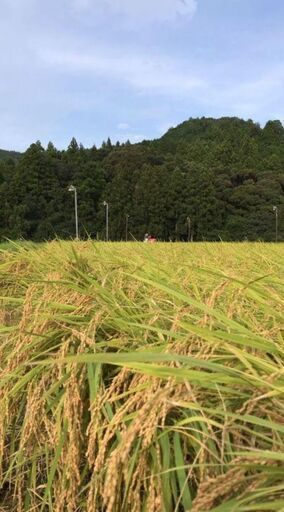 令和4年度　三重県産 新米コシヒカリ100% 玄米30kg　10袋限定