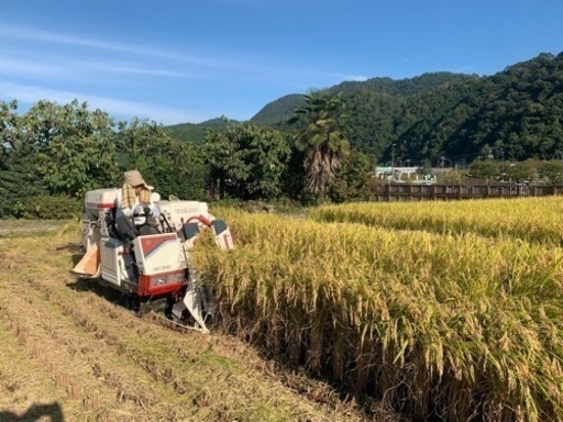 新米 減農薬 30キロ