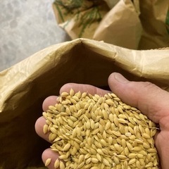 籾付きコシヒカリ　約3.5キロ　15%乾燥ずみ。