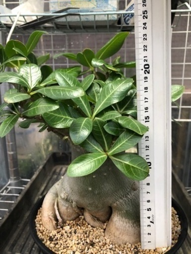 大型 アデニウム アラビカム タコ足 一点物 | aucklandnightmarkets.co.nz