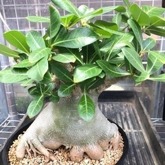 大型　アデニウム   アラビカム　タコ足　一点物 大型 アデニウム アラビカム タコ足 一点物