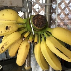 バナナ　600円！　観葉植物　フルーツ苗