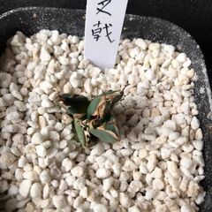 アガベ　三叉戟(トライデント)