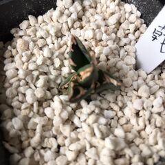 アガベ　三叉戟(トライデント)