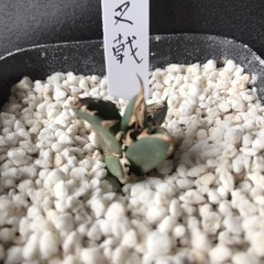 アガベ　三叉戟(トライデント)