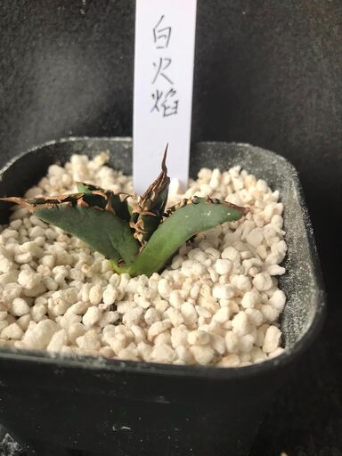 アガベ白焔ホワイトファイヤー親株