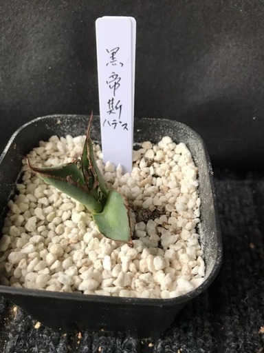 アガベ ハデス(黒帝斯)