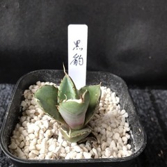 アガベ　ブラックパンサー(黒豹)