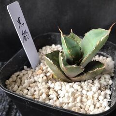 アガベ　ブラックパンサー(黒豹)