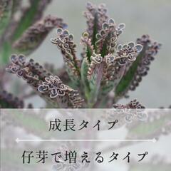 多肉植物「不死鳥」根付き