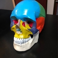 頭蓋骨模型(10/25まで)