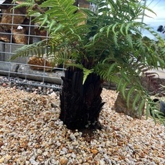 【値下げ！】ディクソニア　アンタルクティカ