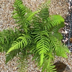 【値下げ！】ディクソニア　アンタルクティカ