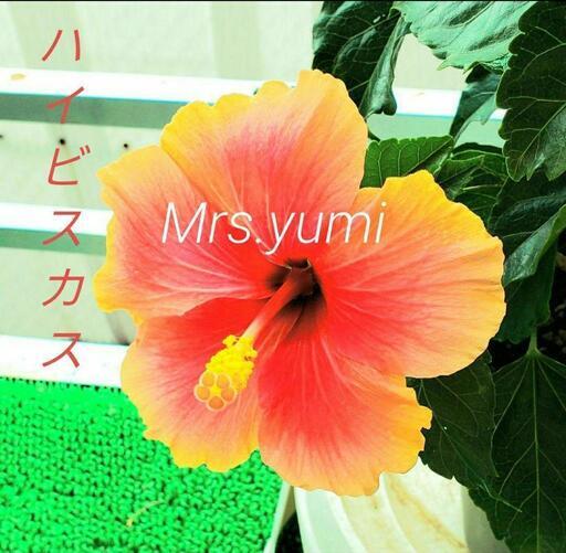 ハイビスカス　Mrs.yumi