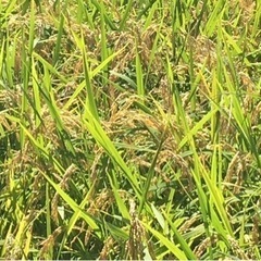 🍙和水の新米　令和4年10/5稲刈　れんげ米　玄米