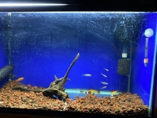 定】 ニッソー 60cmガラス水槽フルセット×3台 特注水槽台付 - sogorn