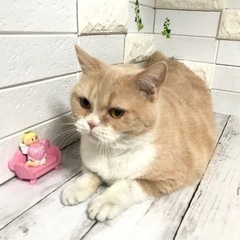 ブリーダーさんからの引退猫です。 − 埼玉県
