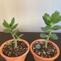 (決定)金のなる木　観葉植物🌿