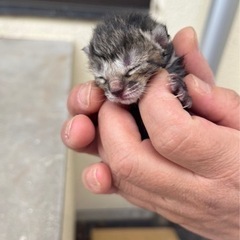 本日生まれたキジトラの子猫です。
