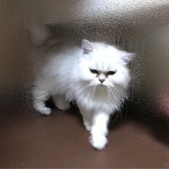 ブリーダーさん引退の猫ちゃんです − 埼玉県