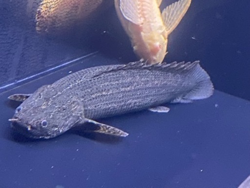 ポリプ２匹セット　ラプラとビキビキ　熱帯魚　古代魚　アクアリウム ポリプ2匹セット ラプラとビキビキ 熱帯魚 古代魚 アクアリウム