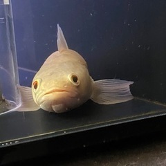 熱帯魚　古代魚　アルビノスネークヘッド（ウルトラショート）　アクアリウム