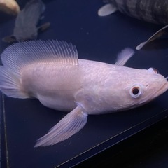 熱帯魚　古代魚　アルビノスネークヘッド（ウルトラショート）　アクアリウム