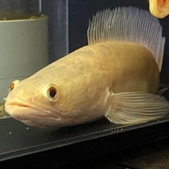 熱帯魚　古代魚　アルビノスネークヘッド（ウルトラショート）　アクアリウム