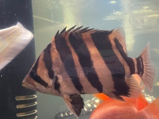 ダトニオプラスワン　引き取り