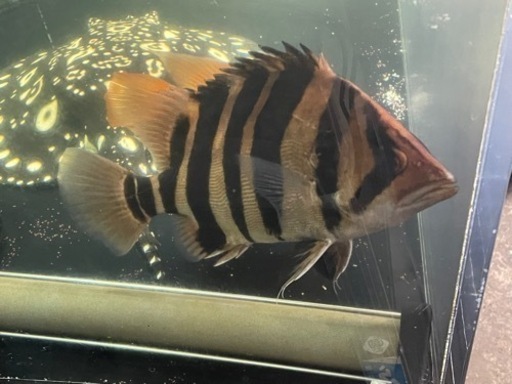 ダトニオプラスワン 25cm± イレギュラーバンド 発色良 引き取り限定