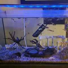 グッピー各種、水槽一式