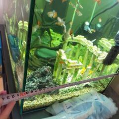 グッピー各種、水槽一式