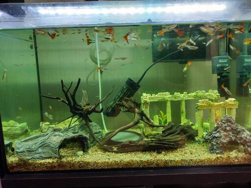 水槽1式、グッピーなど 楽天市場】（熱帯魚）飼育セット グッピーセット guy〜水