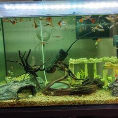 グッピー各種、水槽一式