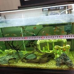 グッピー各種、水槽一式