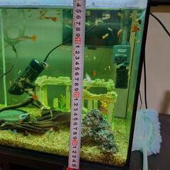 グッピー各種、水槽一式