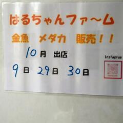 【金魚　メダカ販売‼】深谷市道の駅岡部