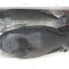 磯釣り仲間募集（フカセ釣りメインの伊豆方面で）