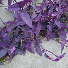 紫の葉の花