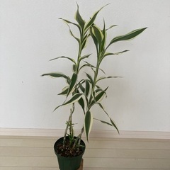 ドラセナサンデリアーナ　観葉植物