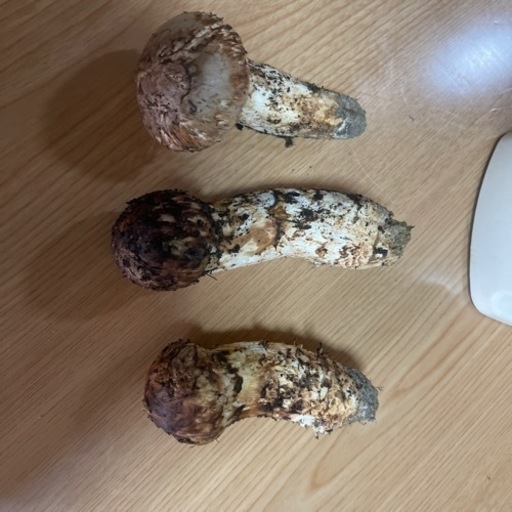 国産松茸