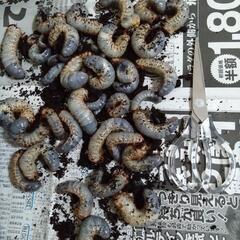 ✨長野県産✨国産カブトムシ幼虫　たくさんあります！！