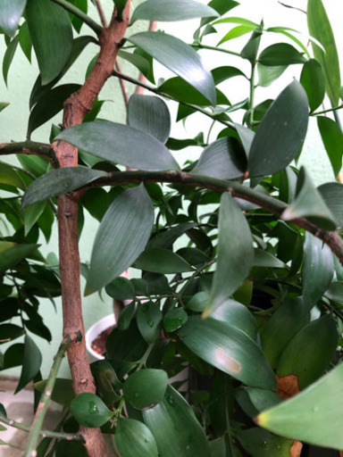 ナギの木　2本植え　　　　常緑、縁起の良い木です。