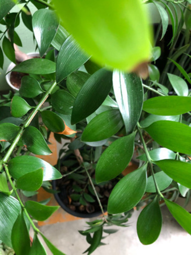 ナギの木　2本植え　　　　常緑、縁起の良い木です。